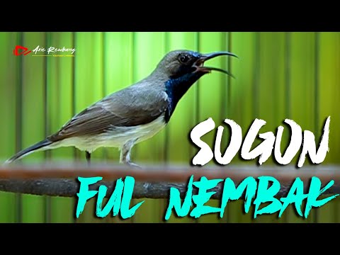 SOGON GACOR FULL NEMBAK - NEMBAK ISTIMEWA SUPER TAJEM