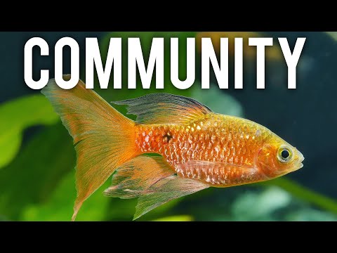 Vidéo: Peaceful Community Fish pour un aquarium d'eau douce