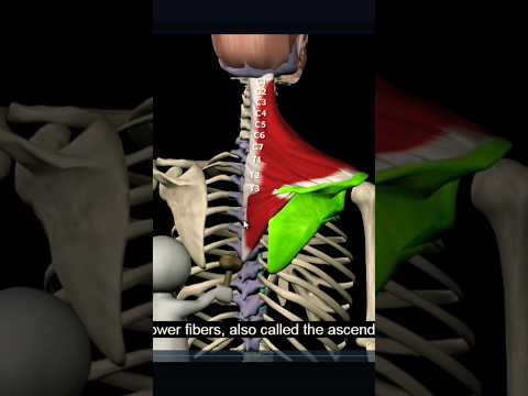 ترابیزیوس فقط یک عضله نیست سه بخش داره میدونی مبدا و مقصد هر بخش کجاست بدنساز آناتومی دکترمیری