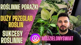 Roślinne porażki 🖤 Roślinne sukcesy 💚 Przegląd moich roślin 🌿 VLOG roślinny 🌿