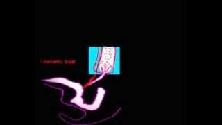 Kidney development