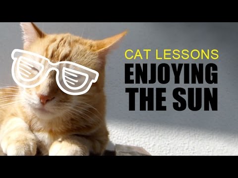 Cat Enjoying The Sun - YouTube