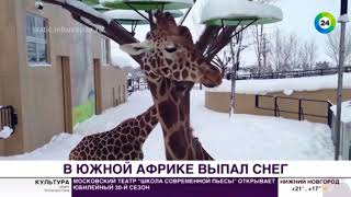 ШОК! В АФРИКЕ ВЫПАЛ СНЕГ! ШОК! В АФРИКЕ ВЫПАЛ СНЕГ!