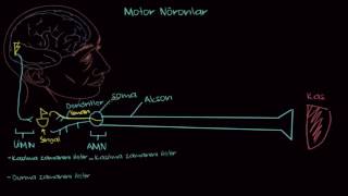 Motor Nöronlar (Sağlık ve Tıp)