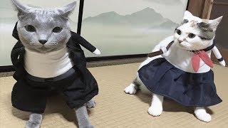 Funny Cat Costumes 2018