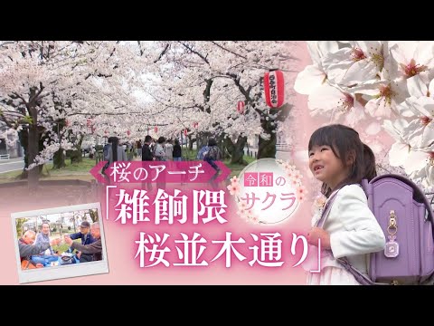 ６００メートルに及ぶ桜のアーチ「雑餉隈　桜並木通り」１４年ぶり新駅の名前の由来にも