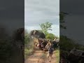 Elephant storms vehicle part 2