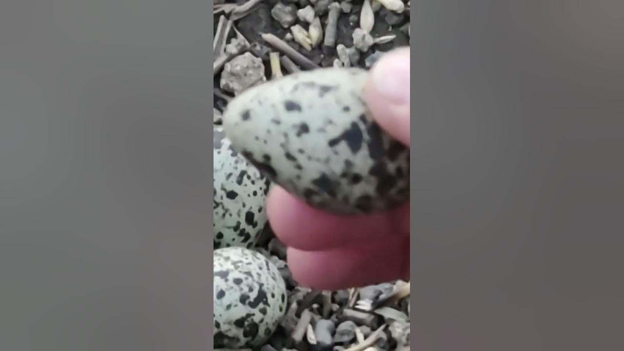 "Angry Birds Sound Effects Compilation" - YouTube