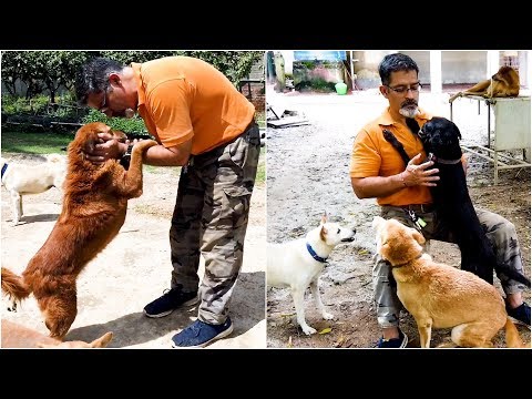 Entrepreneur sets up shelter to save over 850 stray dogs | Stray Dog Rescue 2019