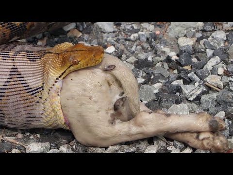 Их Сьели Заживо! 20 Случаев, Когда Животных Сьели Целиком.