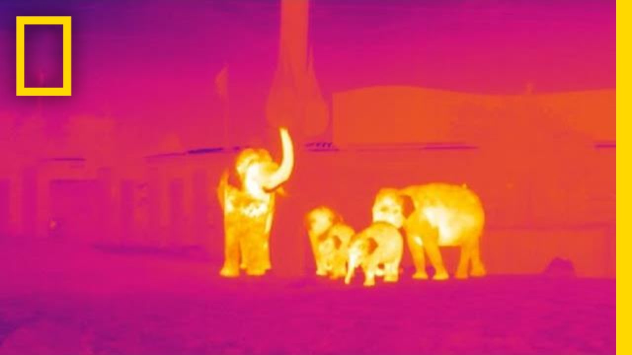 How Infrared Technology Could Help Fight Wildlife Poaching | National Geographic - YouTube