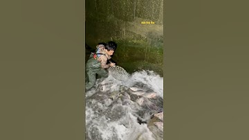 Cá Lớn - vợt Cá Rô Phi dưới đập nước dễ dàng 😱 #khacthuyvlogg