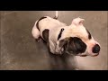 American Bulldog American Bulldog