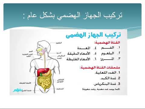 علم الأحياء للصف التاسع، بنية الجهاز الهضمي، يوتيوب