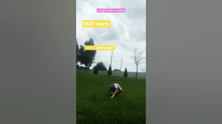 I caught a shift on camera #therian #therianthropy #quadrobics #therianshift