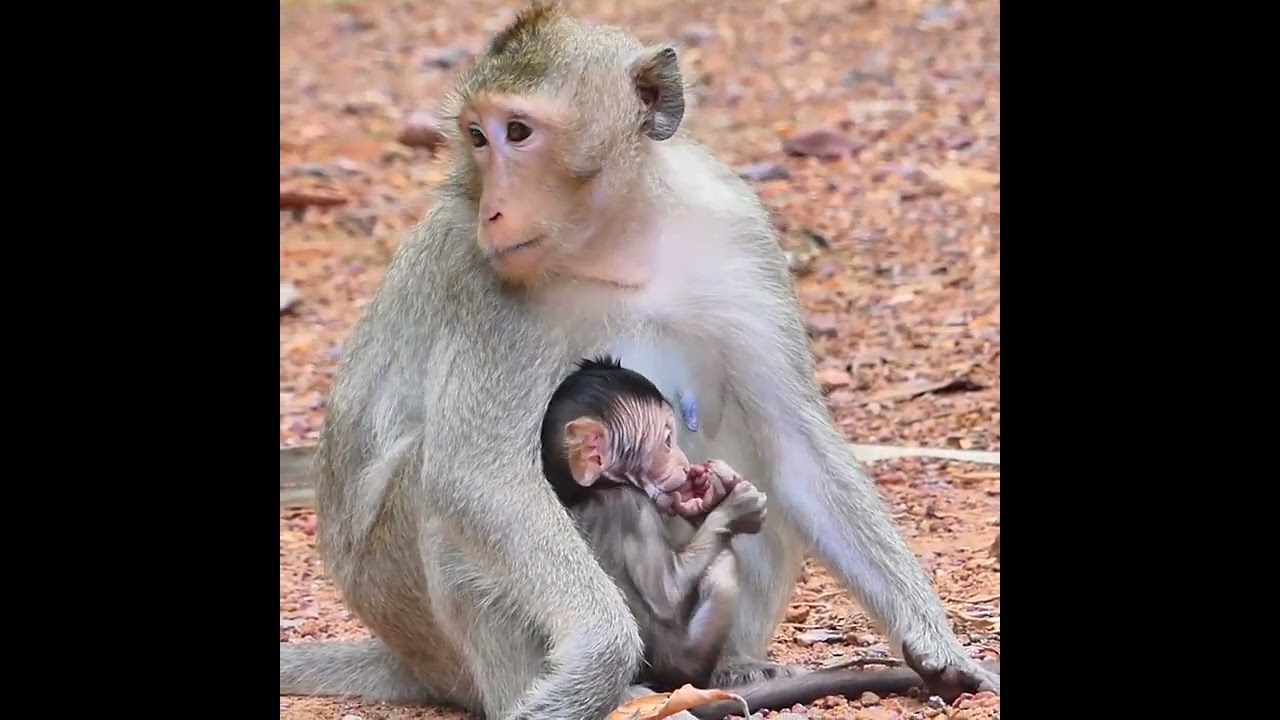 Ellen Setup Weaning time for little Evelyn   Nanda Standing for help protect Little Evelyn