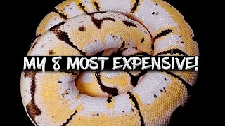 Over $9,000 Invested in my 8 Most Expensive Ball Pythons!