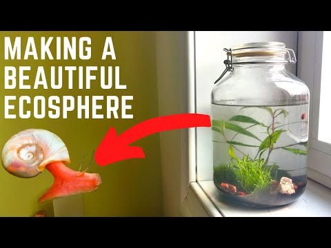 Video: Ar turėčiau atidaryti savo ekosferą?