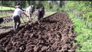 How Much Land Can A Horse Plough In A Day?