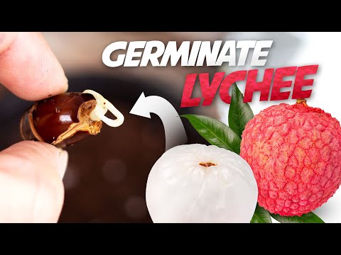 Video: What Are Seeds And Lychees