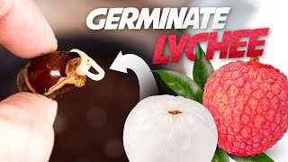 How To Grow Lychee Plant from Seed - Germinate Lychee Seed Successfully Every Time!