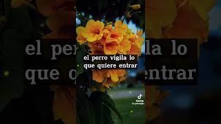 Angeles Guardianes #frasesinspiradoras #reflexiones #angels