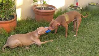 Pitbull Rednose And Blacknose Playing With Mini Football