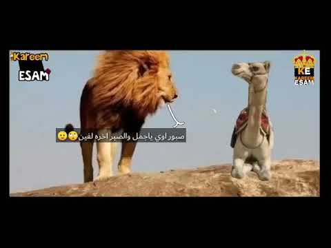 اسد وقال للجمل نفسي اسالك سؤالين