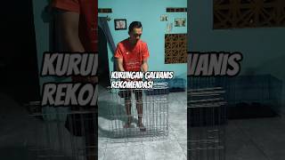 kurungan galvanis rekomendasi #kurungan #kandangayam #kurungangalvanis