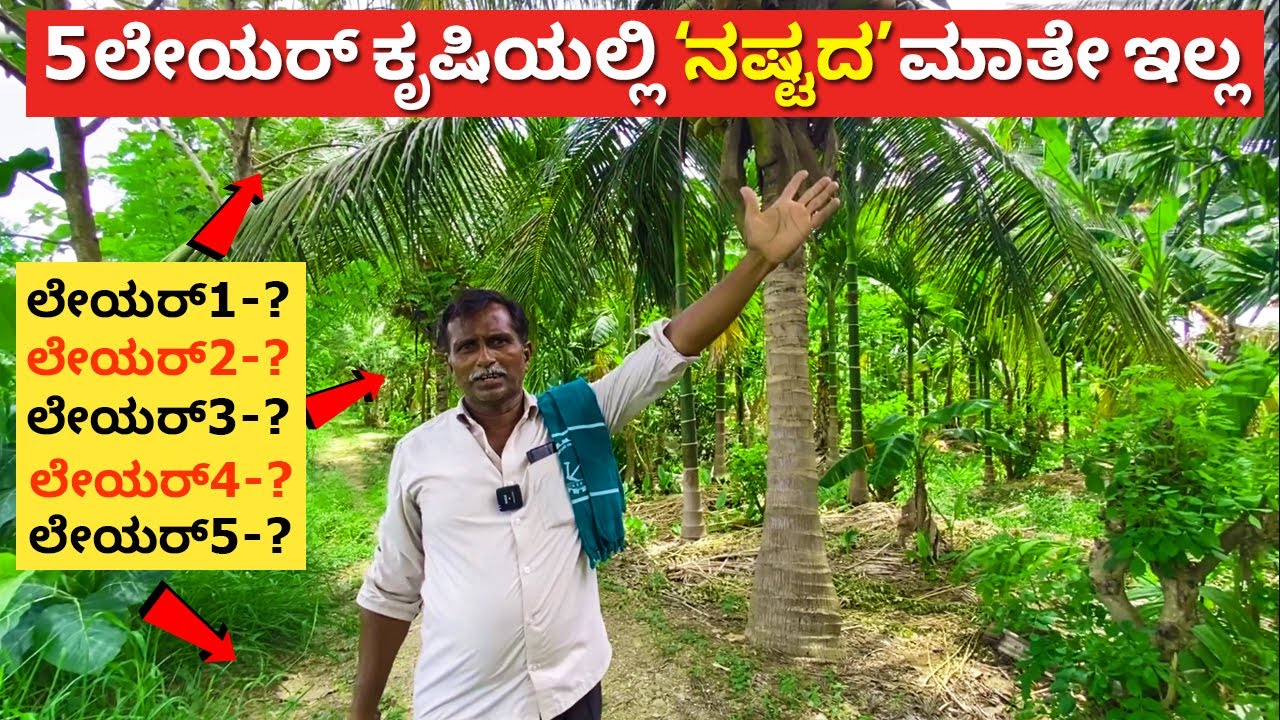 Five Layer Farming In Karnataka Best Crops In Kannada Agriculture Five Layer Farming In Karnataka Best Crops In Kannada Agriculture