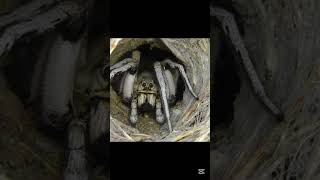 insectos aracnidos que tal vez no conocías parte 3 #insectos