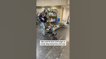 Reactive dog TRANSFORMATION!