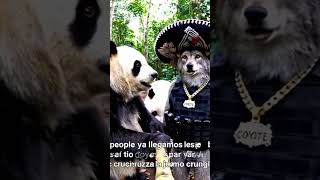 De aventuras #panda #argentina #humor #costarica #comedia #colombia #animals #funny #ias #mexico