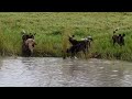 hyena trap by wild dogs attack around and lucky it escape video
