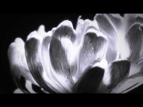 XILEF - Black Lotus