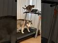 Hello? #cat #funny #dog #cute #animals