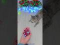 Reverse ASMR with cute, wild cat Lily and colorful beads and balls 🔴🟣🌈😺 #satisfying #relaxing #enjoy