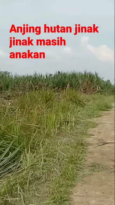 anakan anjing hutan jinak jinak