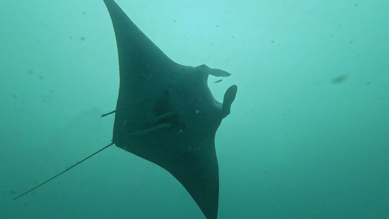 Diving Florida's Hog Heaven & Reef — A manta ray as a bonus!