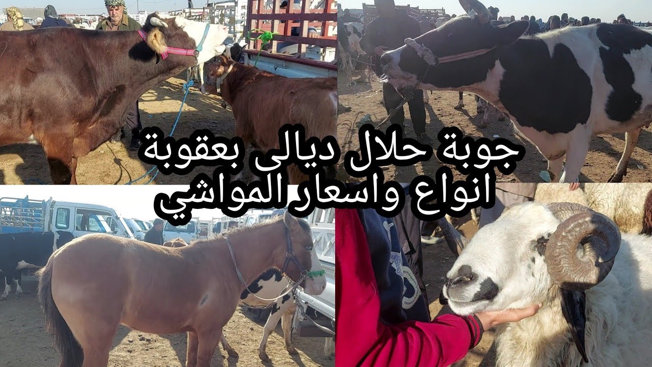 أسعار المواشي في محافظة ديالى بعقوبة اليوم الخميس 2022/2/17