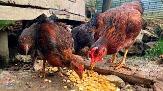 No Puedo Creer Cómo Han Crecido los Pollitos Finos en Solo 2 Meses! 😱🐥