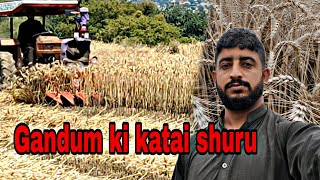 ALHAMDULILLAH GANDUM KI KATAI SHURU HO GAI HAI AUR | Gandum ki katai / MANI HASHIM