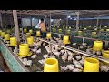 u15 total pakan kematian ayam tepat dua minggu