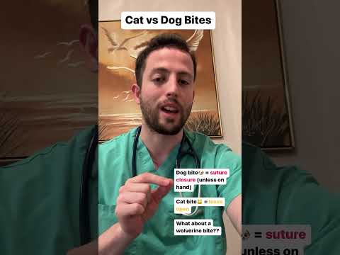Cat vs Dog