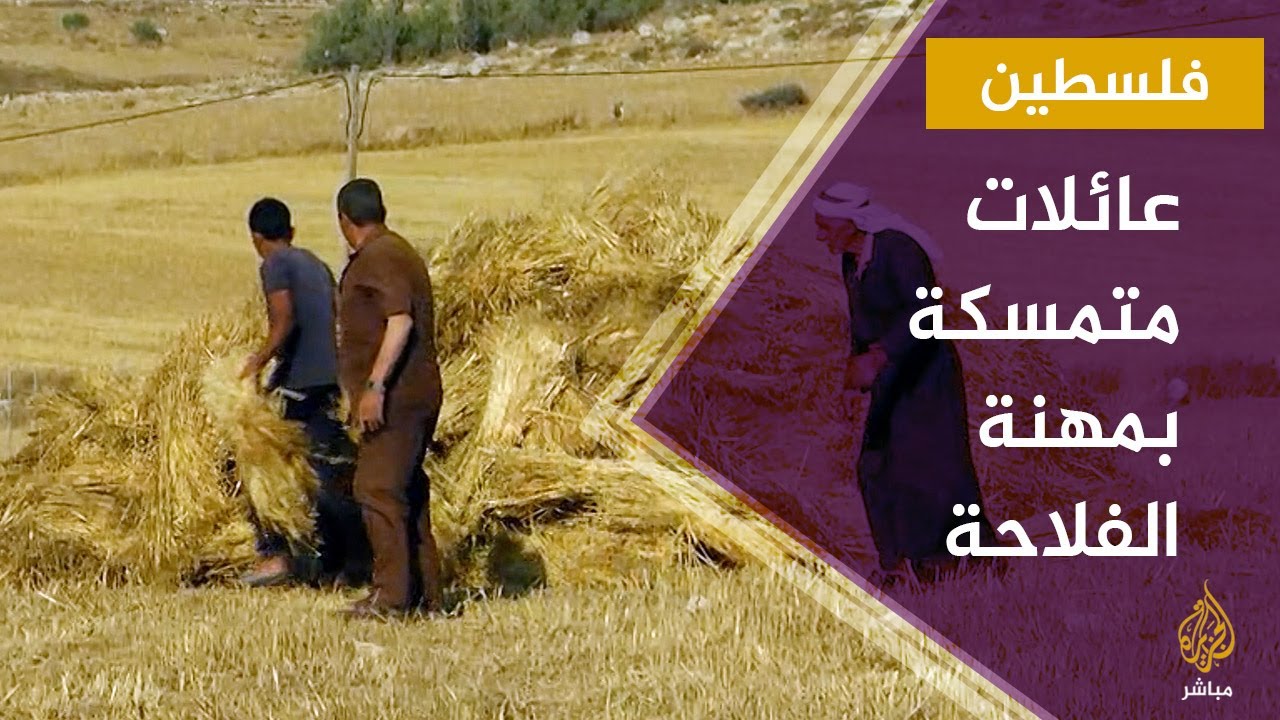 عائلة الشعراوي تعد من العائلات القليلة المتمسكة بمهنة الفلاحة في مدينة الخليل