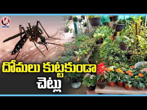 Plants To Control Mosquitoes | Mosquito Palnts | Hyderabad | V6 News - V6NEWSTELUGU