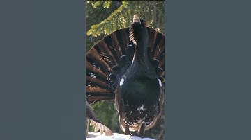 Western capercaillie #shorts
