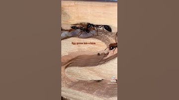 From ant egg to pupa! #lifecycle #ants #shorts