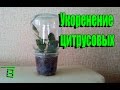 Укоренение черенков цитрусовых.  Способ № 1 #Цитрусовые