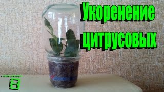 Укоренение черенков цитрусовых.  Способ № 1 #Цитрусовые(Способ укоренения черенков цитрусовых. Подобным образом можно укоренять большинство комнатных растений...., 2015-11-27T12:22:36.000Z)